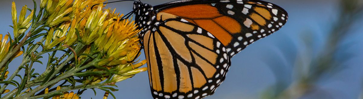 Monarch Butterfly feeding on a rubber rabbitbrush bloom. (Adobe Stock │ #499457615 - Jim)
