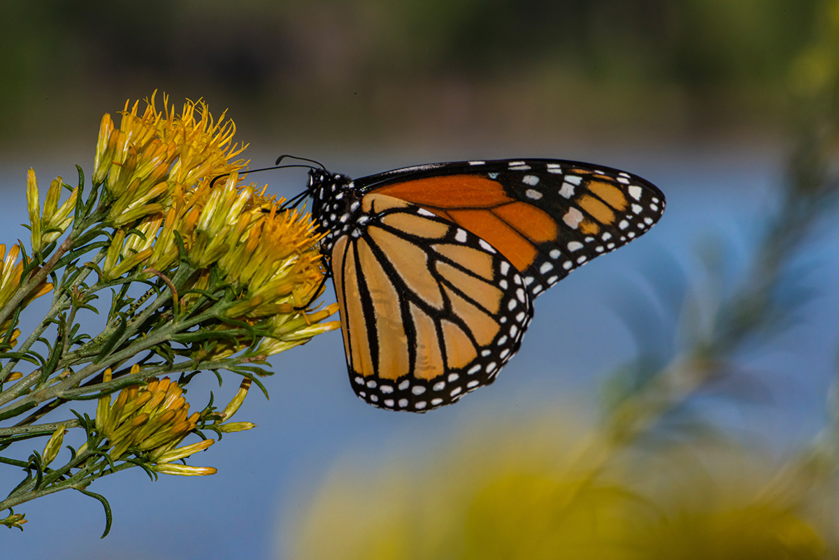 Monarch Butterfly feeding on a rubber rabbitbrush bloom. (Adobe Stock │ #499457615 - Jim)
