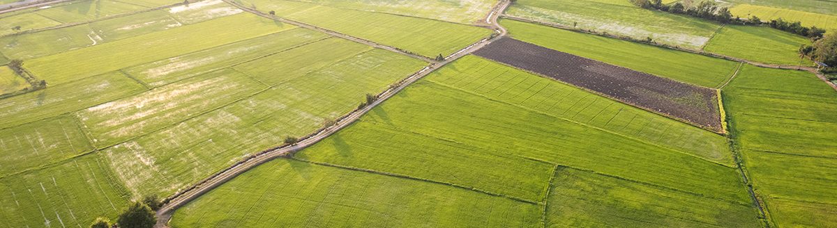 Aerial view of Green rice paddy field, farming cultivation in agricultural land at countryside. (Adobe Stock │ #502573919 - Mumemories)