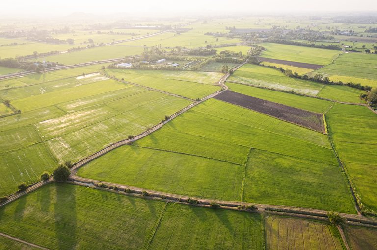 Aerial view of Green rice paddy field, farming cultivation in agricultural land at countryside. (Adobe Stock │ #502573919 - Mumemories)