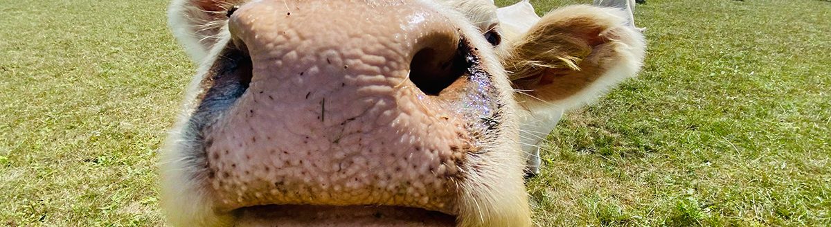 Cow curiously sticks out its nose. (Adobe Stock │ #524137189 - Petra)