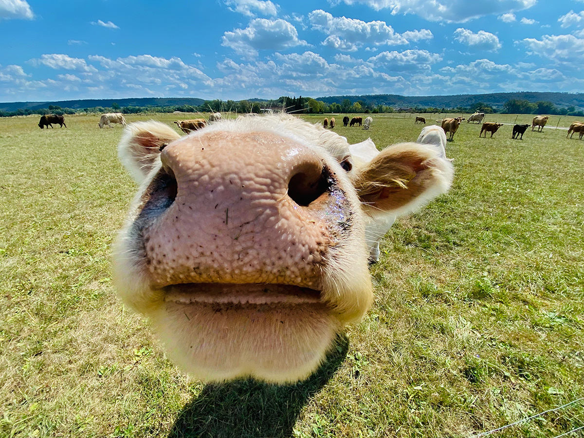 Cow curiously sticks out its nose. (Adobe Stock │ #524137189 - Petra)