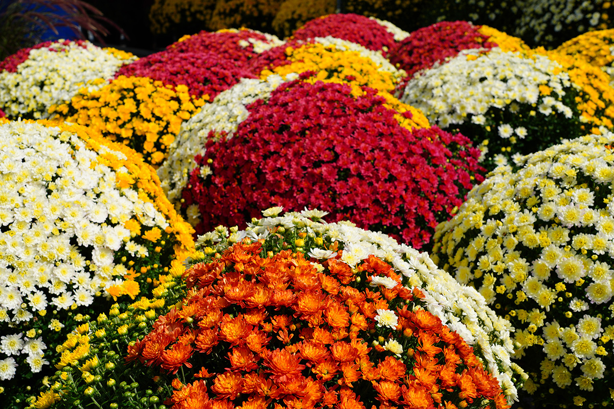 Colorful chrysanthemum flowers in autumn. (Adobe Stock │ #534010119 - eqroy)
