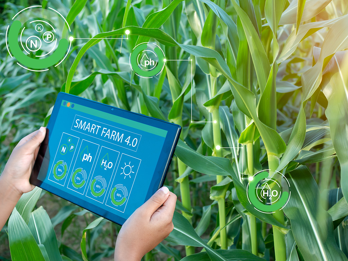 Smart Farming with IoT. Growing Corn Seedlings with Infographics. (Adobe Stock │ #668050742 - Thawatchai Images)