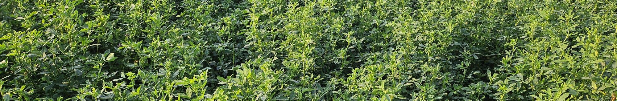 An alfalfa field in early-mid September (Sept. 10), just starting to get into the "no cut" window. At this stage it may be enticing to harvest but either waiting till we are closer to the frost