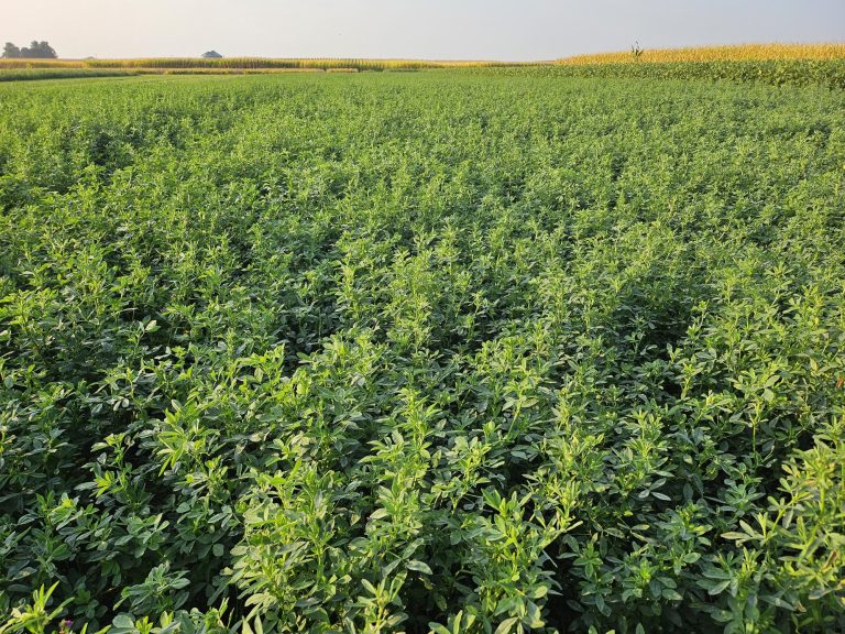 An alfalfa field in early-mid September (Sept. 10), just starting to get into the "no cut" window. At this stage it may be enticing to harvest but either waiting till we are closer to the frost