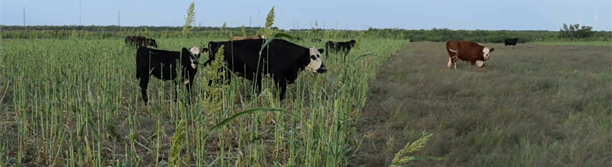 Cattle move between a field planted to a cover crop and a grass pasture. Producers in the Southern Great Plains must balance forage type and quantity with grazing duration to make grazing cover crops economically viable. (Paul DeLaune/Texas A&M AgriLife)