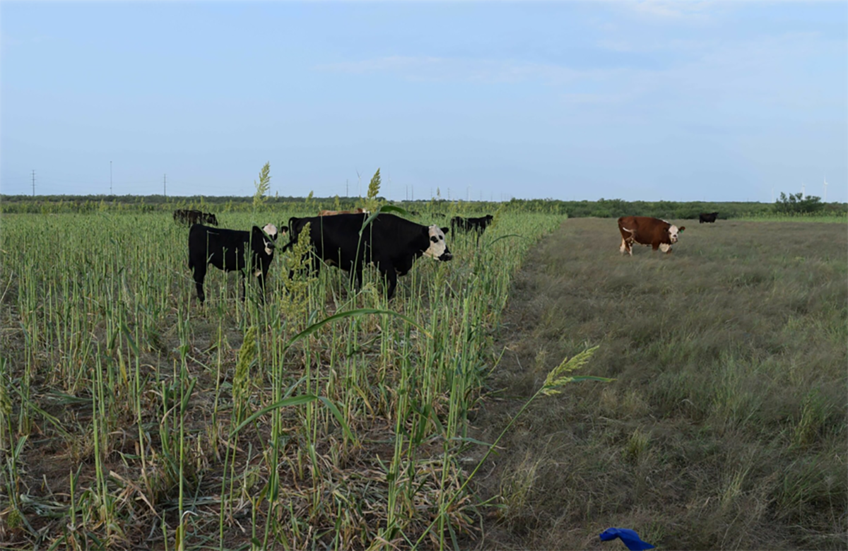 Cattle move between a field planted to a cover crop and a grass pasture. Producers in the Southern Great Plains must balance forage type and quantity with grazing duration to make grazing cover crops economically viable. (Paul DeLaune/Texas A&M AgriLife)