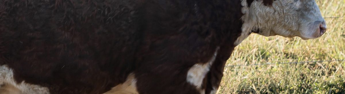 Hereford cattle may be more likely to get pinkeye than other breeds. (K-State Research and Extension news service)