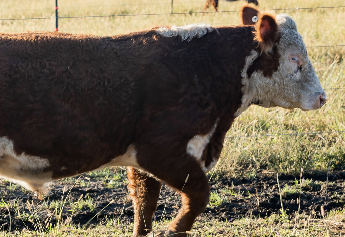 Hereford cattle may be more likely to get pinkeye than other breeds. (K-State Research and Extension news service)