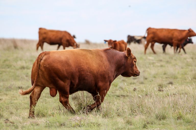 Getting bulls back into shape following breeding season is important to their longevity. (Journal photo by Kylene Scott.)