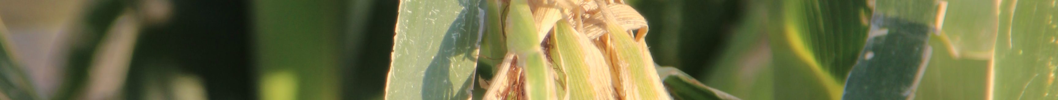 Journal photo by Dave Bergmeier.