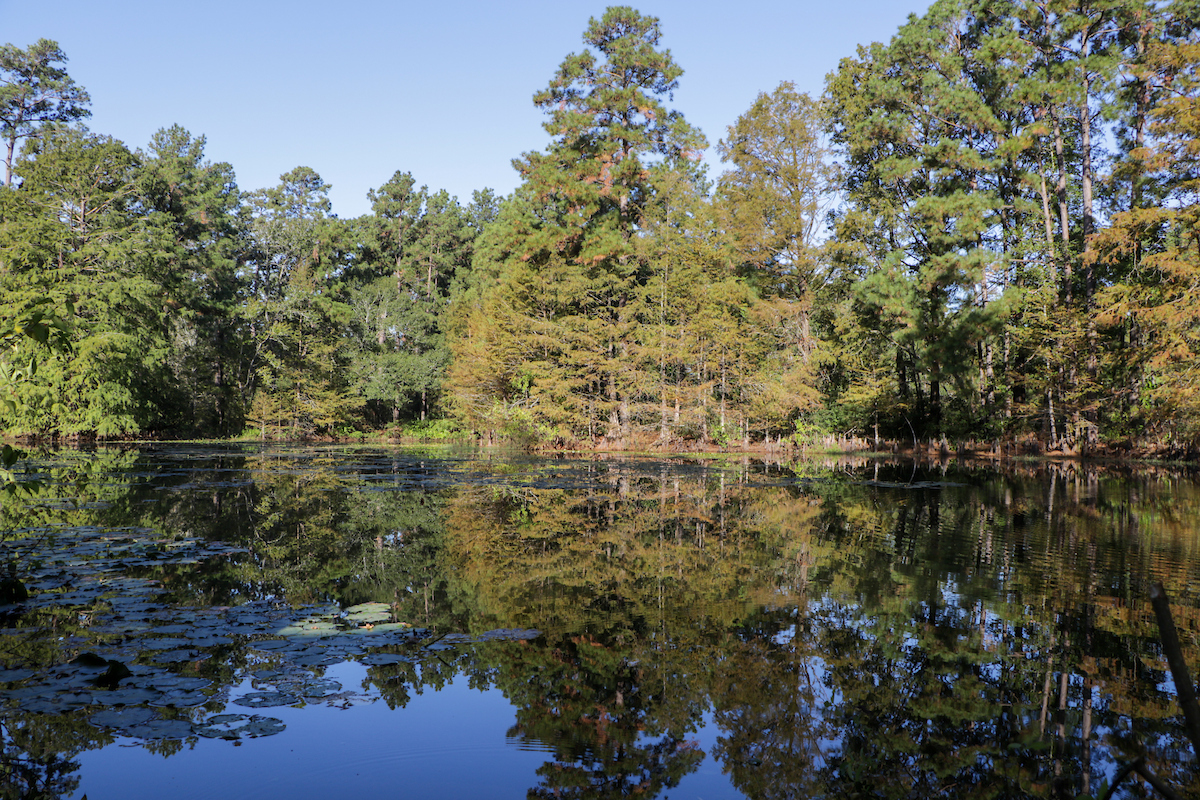 Adding strategic tree cover can protect water quality. The Texas A&M Forest Service is accepting applications for Watershed Protection Plan Implementation Grant funding to support entities in enhancing their plans. (Texas A&M Forest Service)