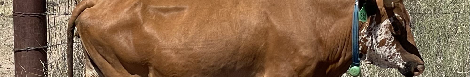 Massey Ranch cow wearing a virtual fence collar in Animas, New Mexico. (Photo by Santiago Utsumi, New Mexico State University’s Department of Animal and Range Science.)