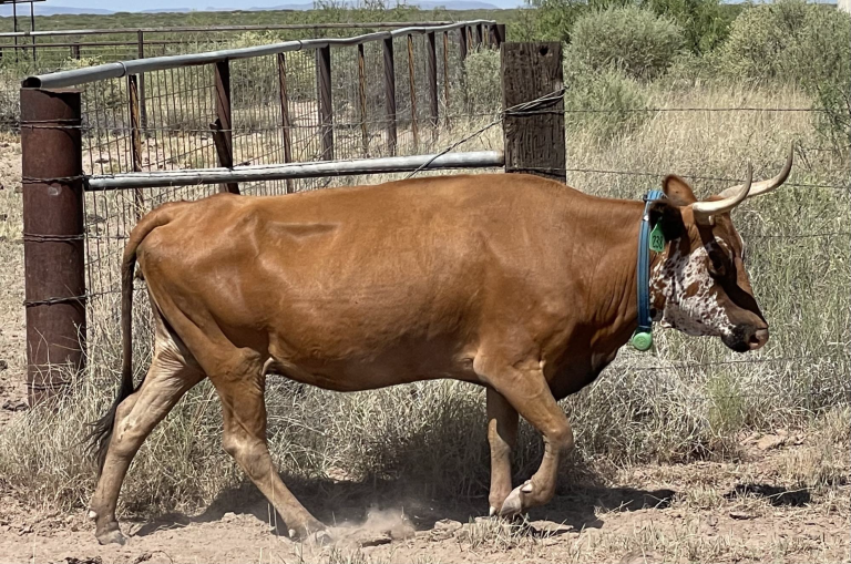 Massey Ranch cow wearing a virtual fence collar in Animas, New Mexico. (Photo by Santiago Utsumi, New Mexico State University’s Department of Animal and Range Science.)