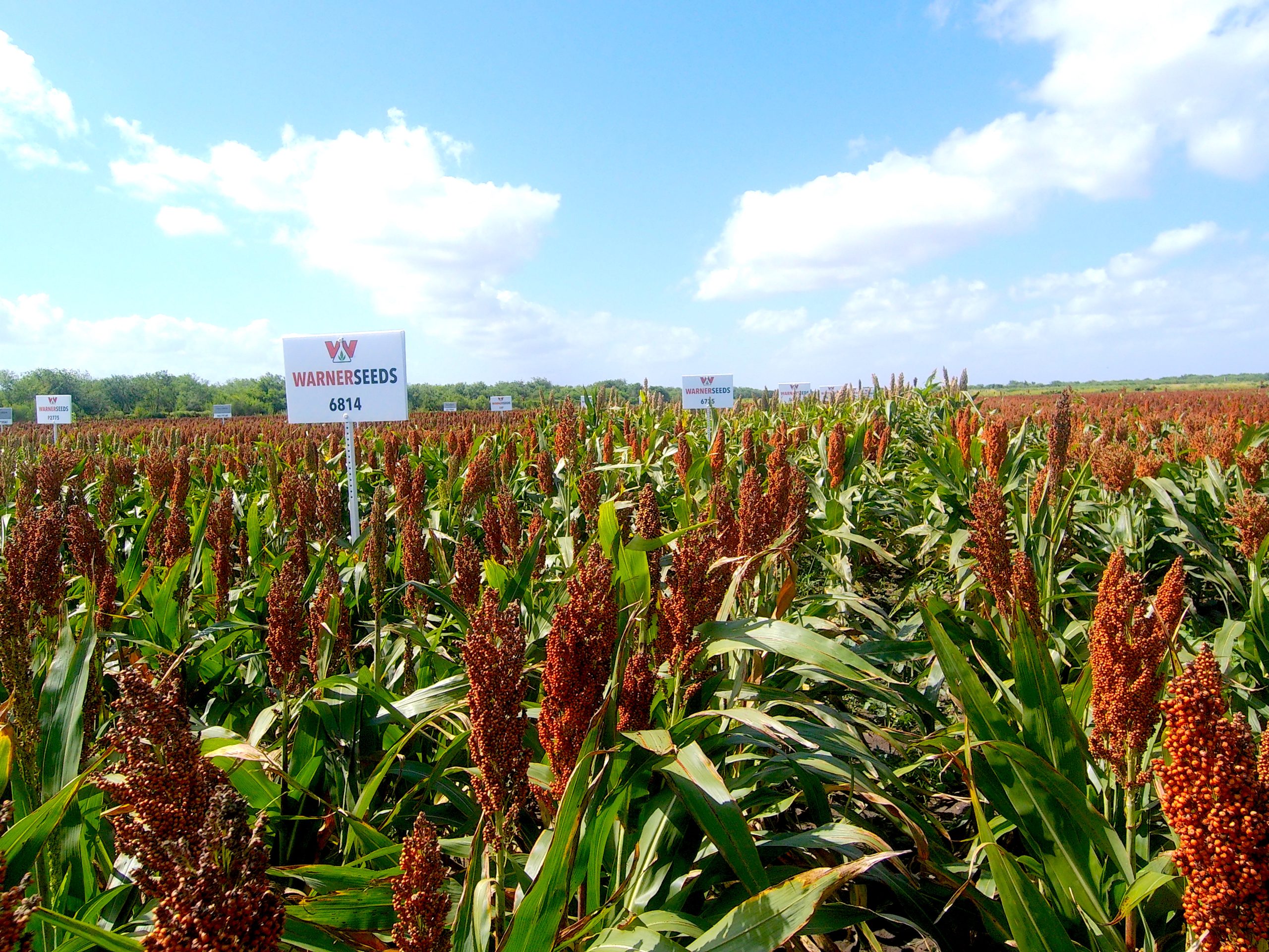 Lyford Plot MX Rows. (Photo courtesy of Warner Seeds.)