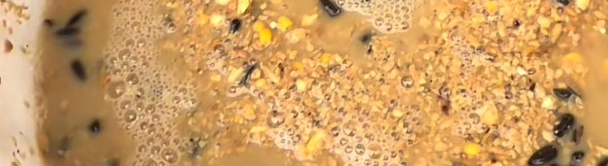 Fermented chicken feed (No Rulz Ranch Hatchery)