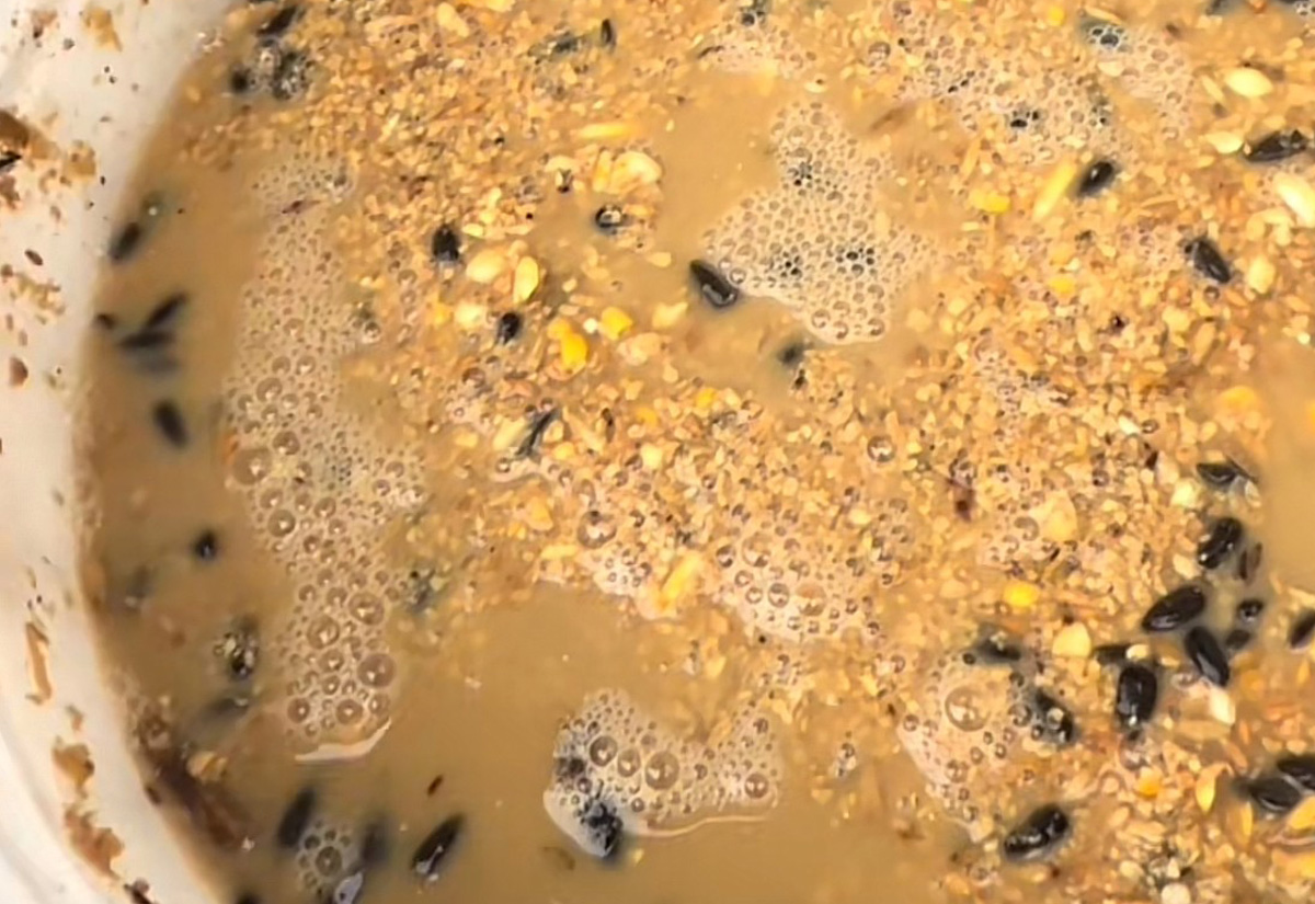 Fermented chicken feed (No Rulz Ranch Hatchery)