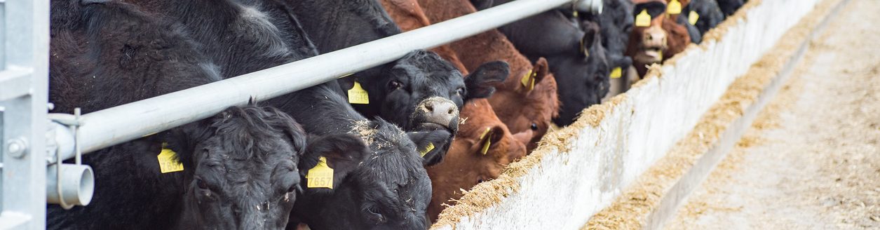 Feeding a herd of cows on a farm. (iStock │ #1037370202 - sasapanchenko)