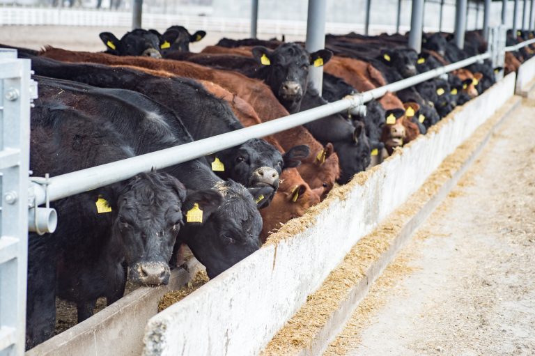 Feeding a herd of cows on a farm. (iStock │ #1037370202 - sasapanchenko)