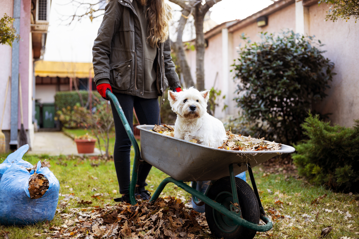 Girl cleaning autumn leaves from the garden lawn and playing with her cute dog. (iStock │ #1289197439 - Sladic)