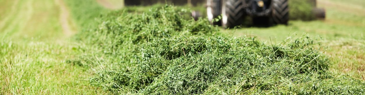 A tractor is towing a merger on a cut alfalfa (hay) field. (iStock │ #477657325 - BanksPhotos)