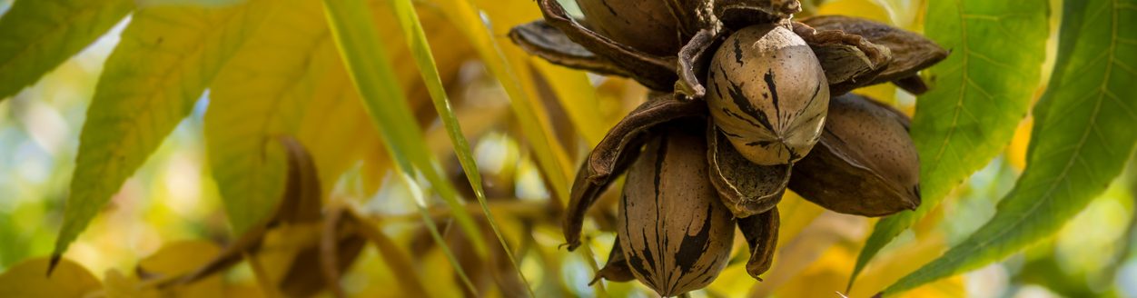 Pecan Nut Cluster surrounded by yellow and green autumn leaves. (iStock │ #482448264 - Skapie777)