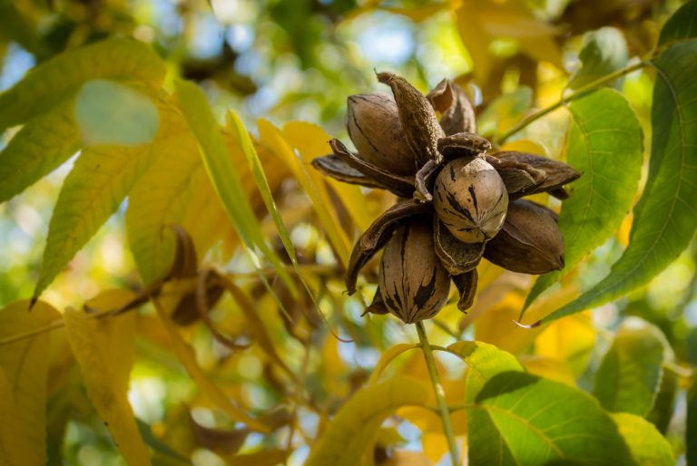 Pecan Nut Cluster surrounded by yellow and green autumn leaves. (iStock │ #482448264 - Skapie777)