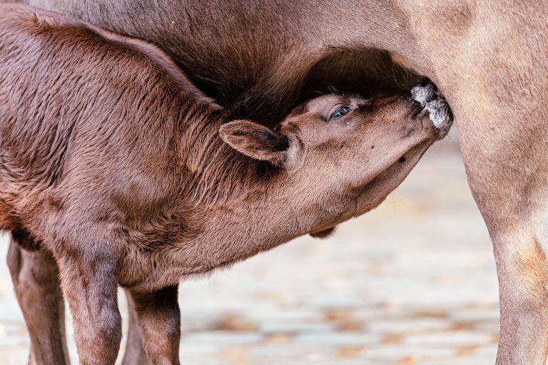 Nursing calf, credit dashcorsch with courtesy from Pixabay.