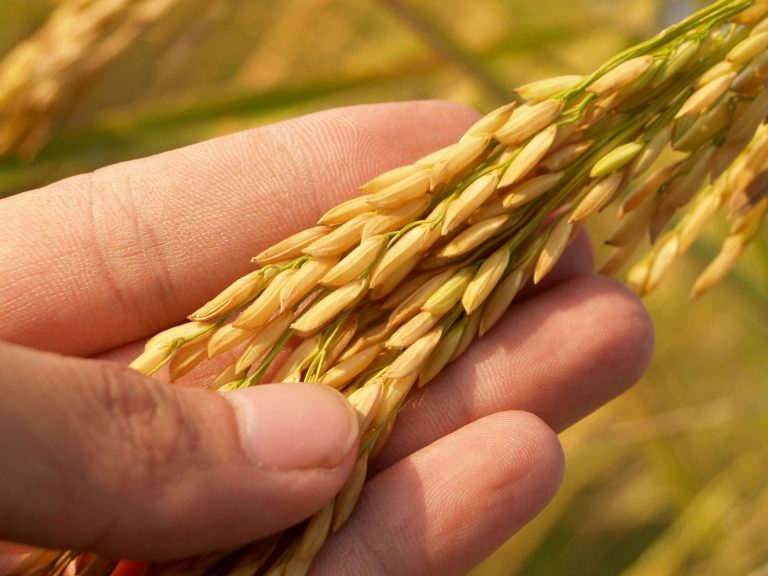 Rice plant. (Photo by Pixabay via Pexels.)