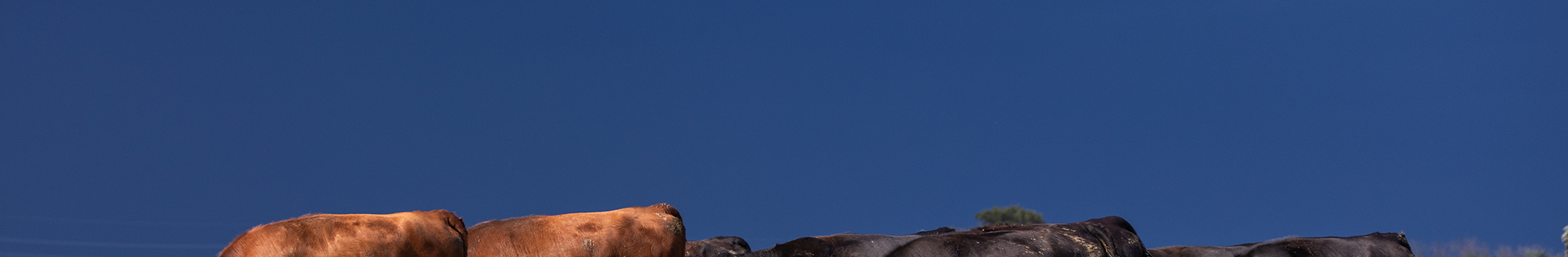 Photo courtesy of Abbie Lankitus.