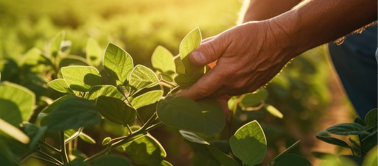 Zorina fungicide helps deliver reliable disease protection across soybeans, canola and dry beans, helping growers maximize yield potential with a single, powerful solution. (Courtesy photo.)