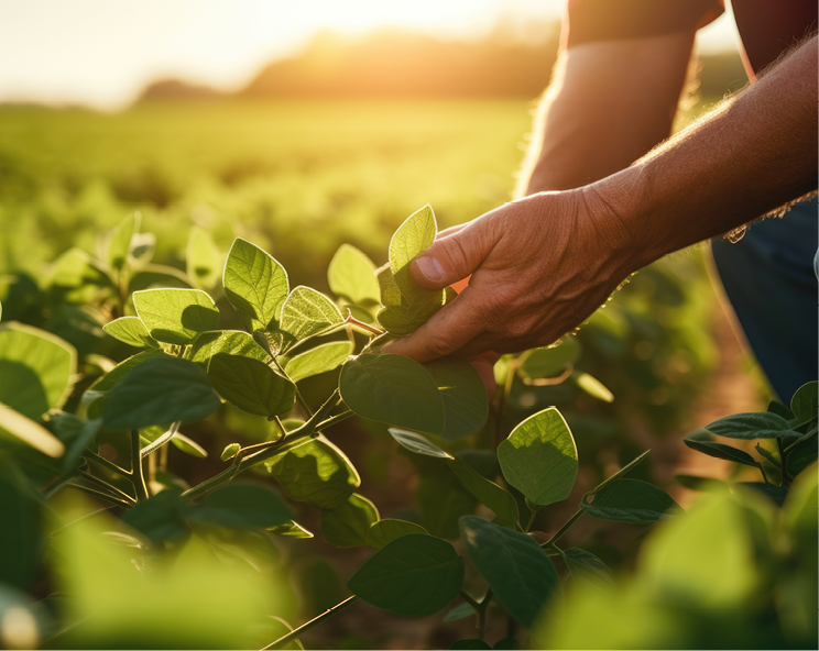 Zorina fungicide helps deliver reliable disease protection across soybeans, canola and dry beans, helping growers maximize yield potential with a single, powerful solution. (Courtesy photo.)