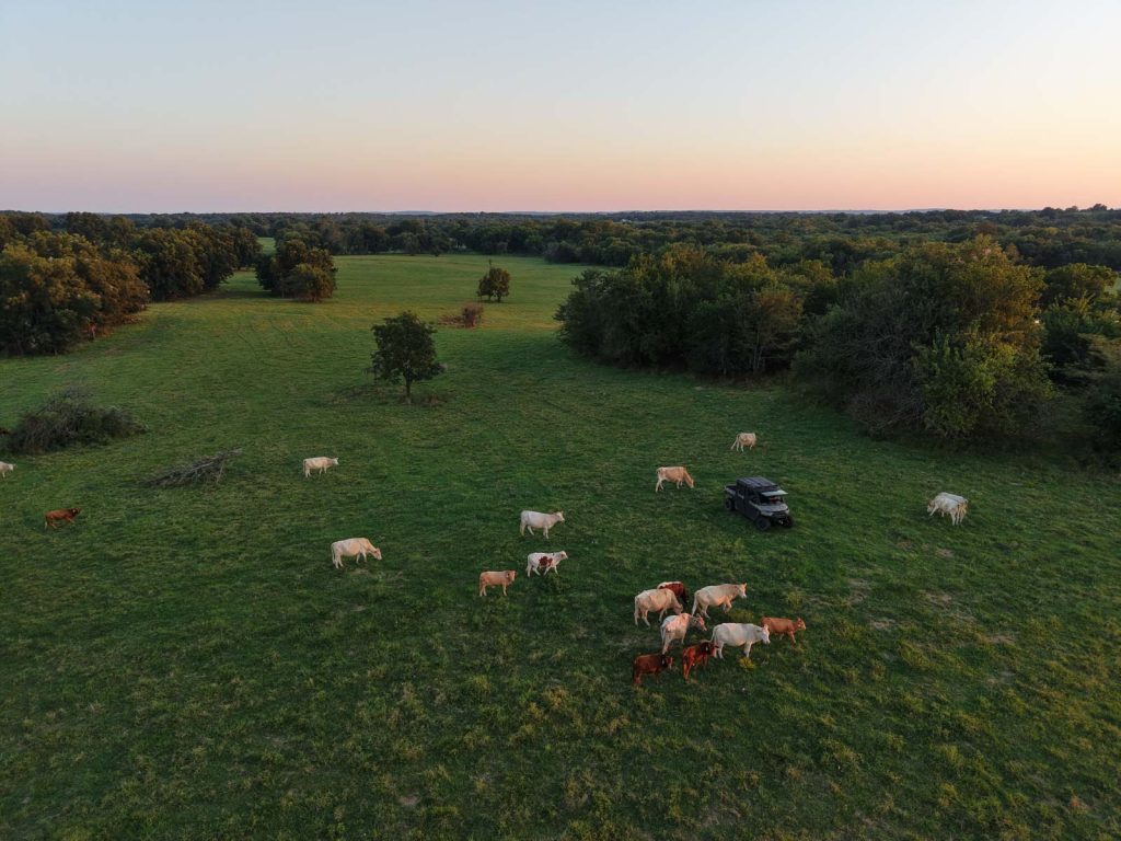 Cattle on the 1931 Legacy Ranch (Hall & Hall)