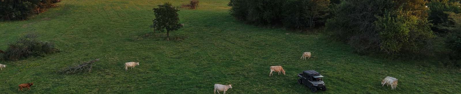 Cattle on the 1931 Legacy Ranch (Hall & Hall)
