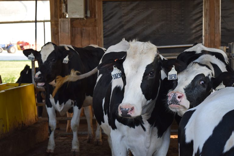 Dairy cows (Iowa State University Extension and Outreach)