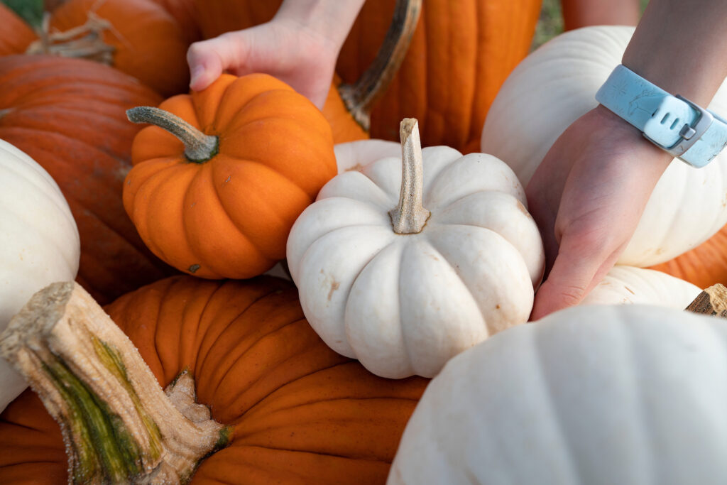 Pumpkin patch in Bryan, Texas, on Sept. 30, 2021, in San Antonio. (Laura McKenzie/Texas A&M AgriLife Marketing and Communications)