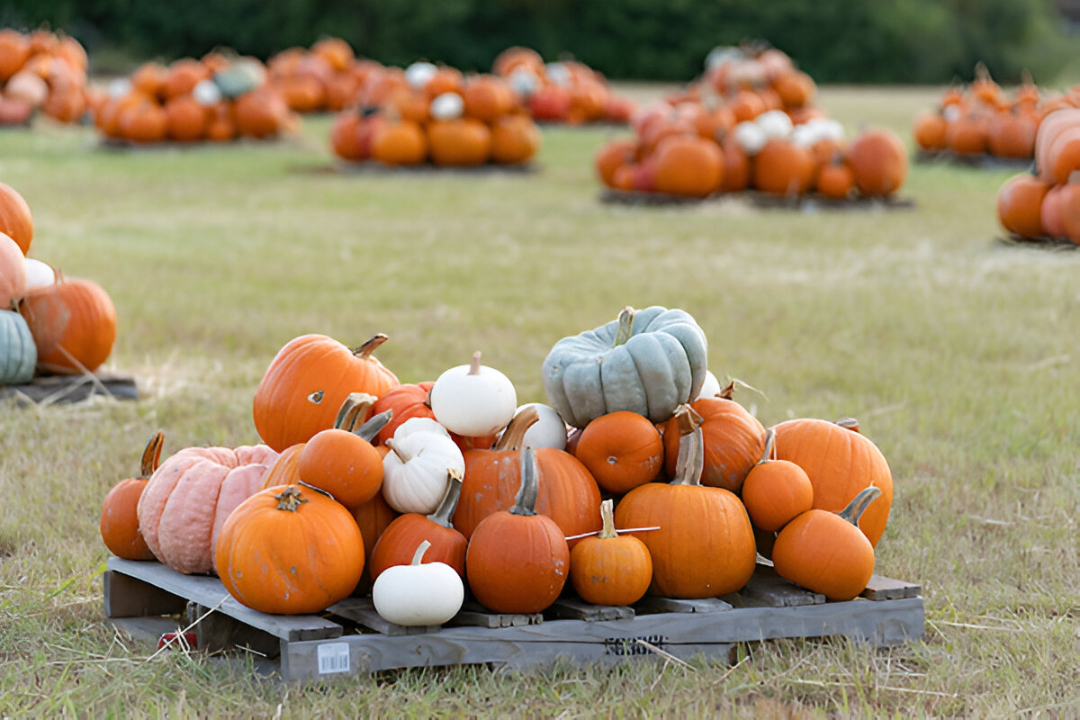 The Texas pumpkin crop has a higher quality than last year, thanks to more favorable conditions. (Laura McKenzie/Texas A&M AgriLife)