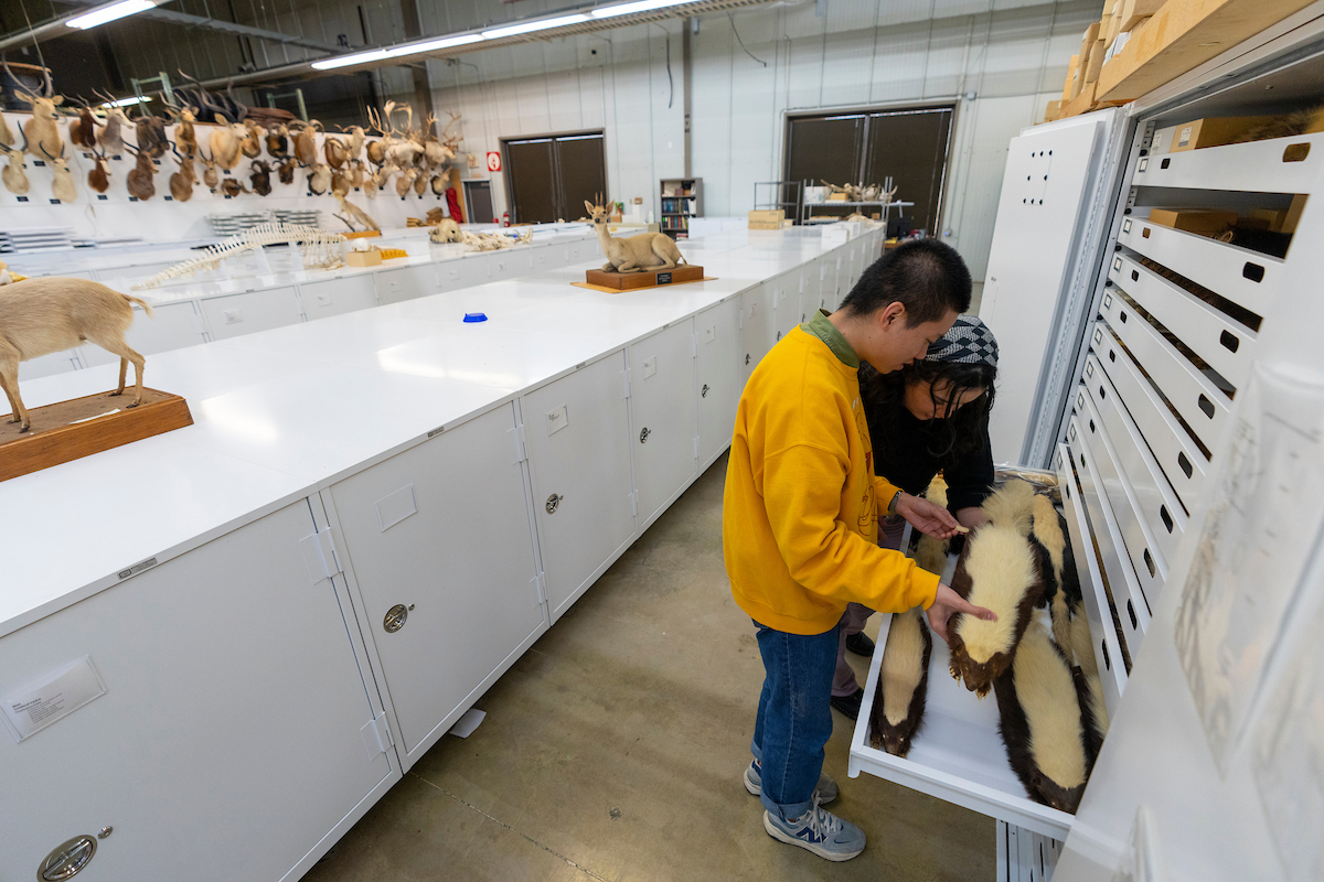 Students inspect a skunk from the the Collection of Mammals in the Biodiversity Research and Teaching Collections facility. The Collection of Mammals includes around 69,000 specimens representing almost 1,000 species from the southwestern U.S., Mexico and Central America. (Michael Miller/Texas A&M AgriLife)