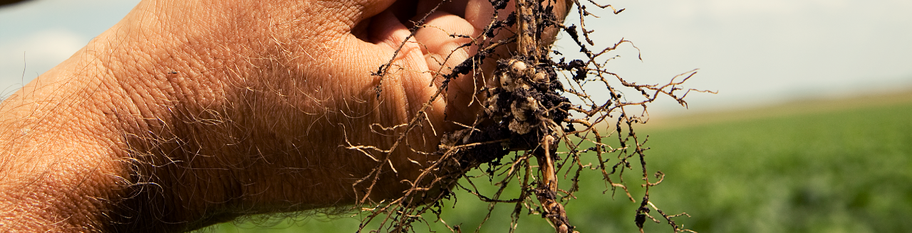 BASF and the SCN Coalition have championed education and management to address difficult challenge for soybean producers. (Photo courtesy of BASF.)