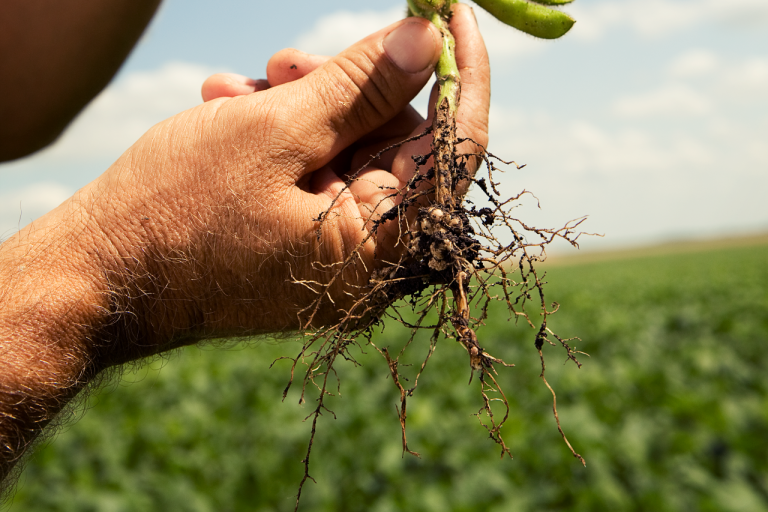BASF and the SCN Coalition have championed education and management to address difficult challenge for soybean producers. (Photo courtesy of BASF.)