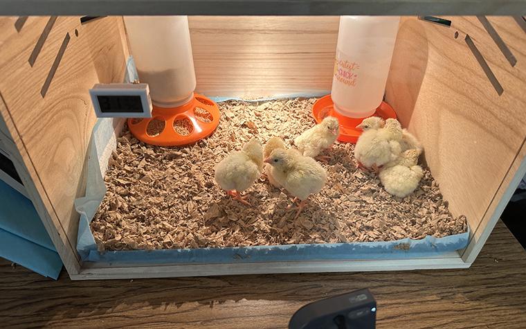 Chicks hatched in an elementary classroom during an embryology project. (University of Missouri Extension)
