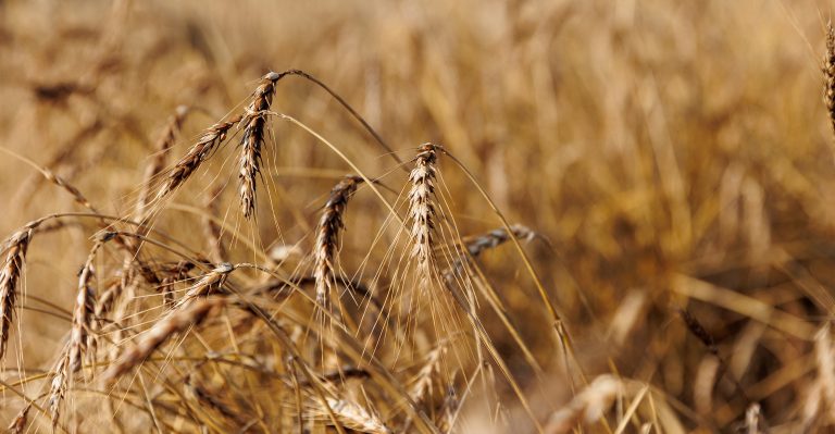Winter Crops School will be held Dec. 16-17 at Agricultural Hall on Oklahoma State University’s campus. (OSU Extension)