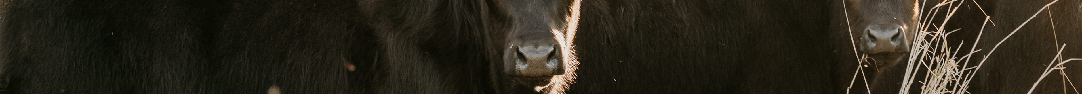 (Photo courtesy of CERES TAG.)