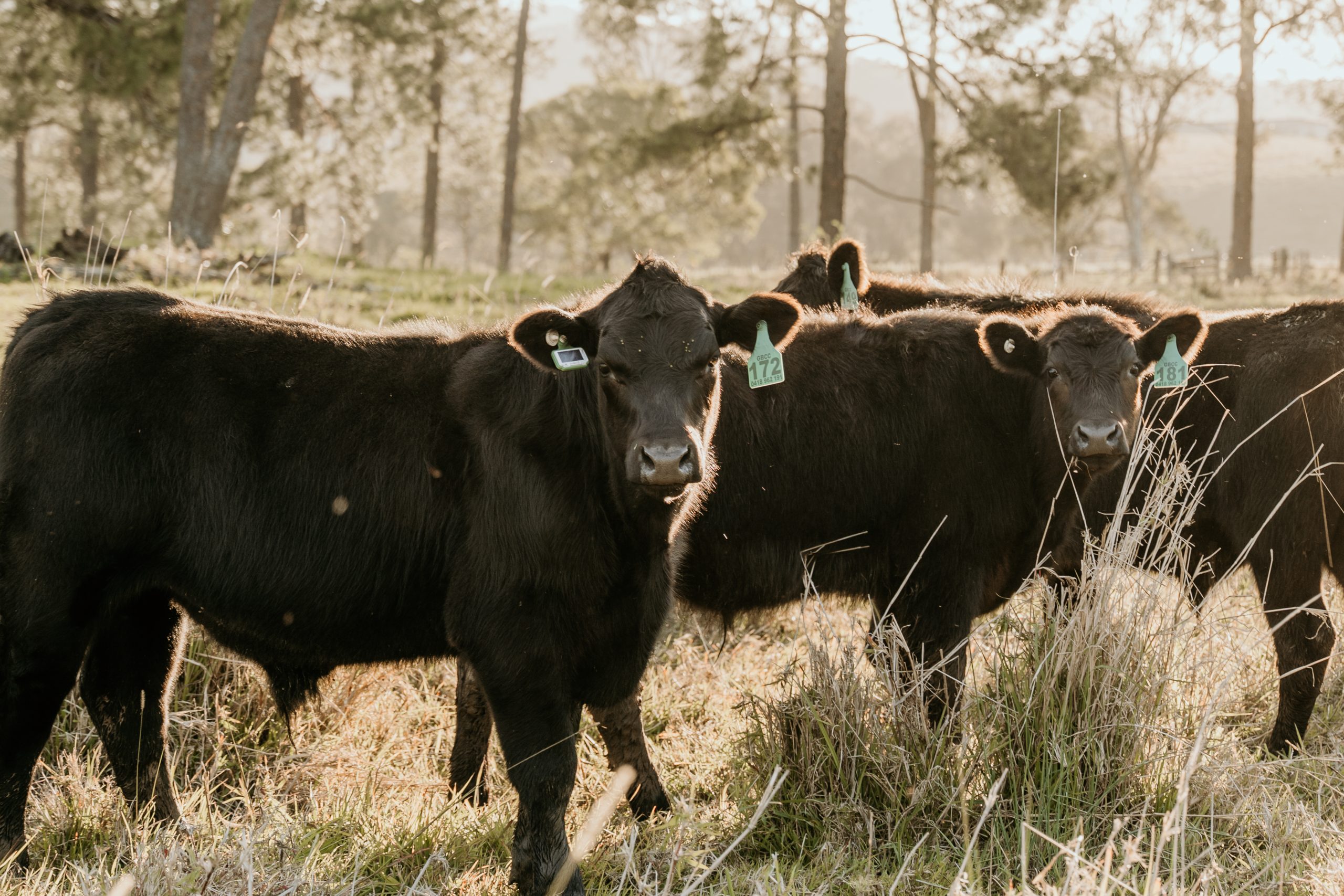 (Photo courtesy of CERES TAG.)