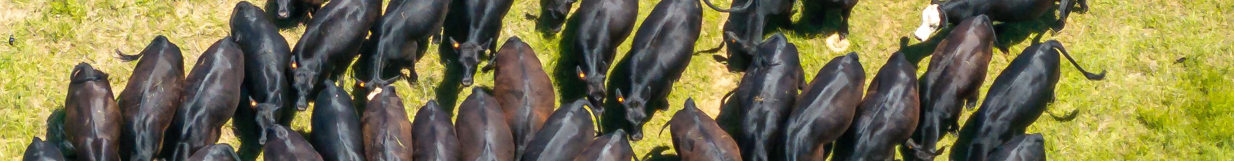 Fence is fixed at the OSU South Range research facility at Oklahoma State University in Stillwater on Monday, May 12, 2025. (Photo by Mitchell Alcala/OSU Agriculture)