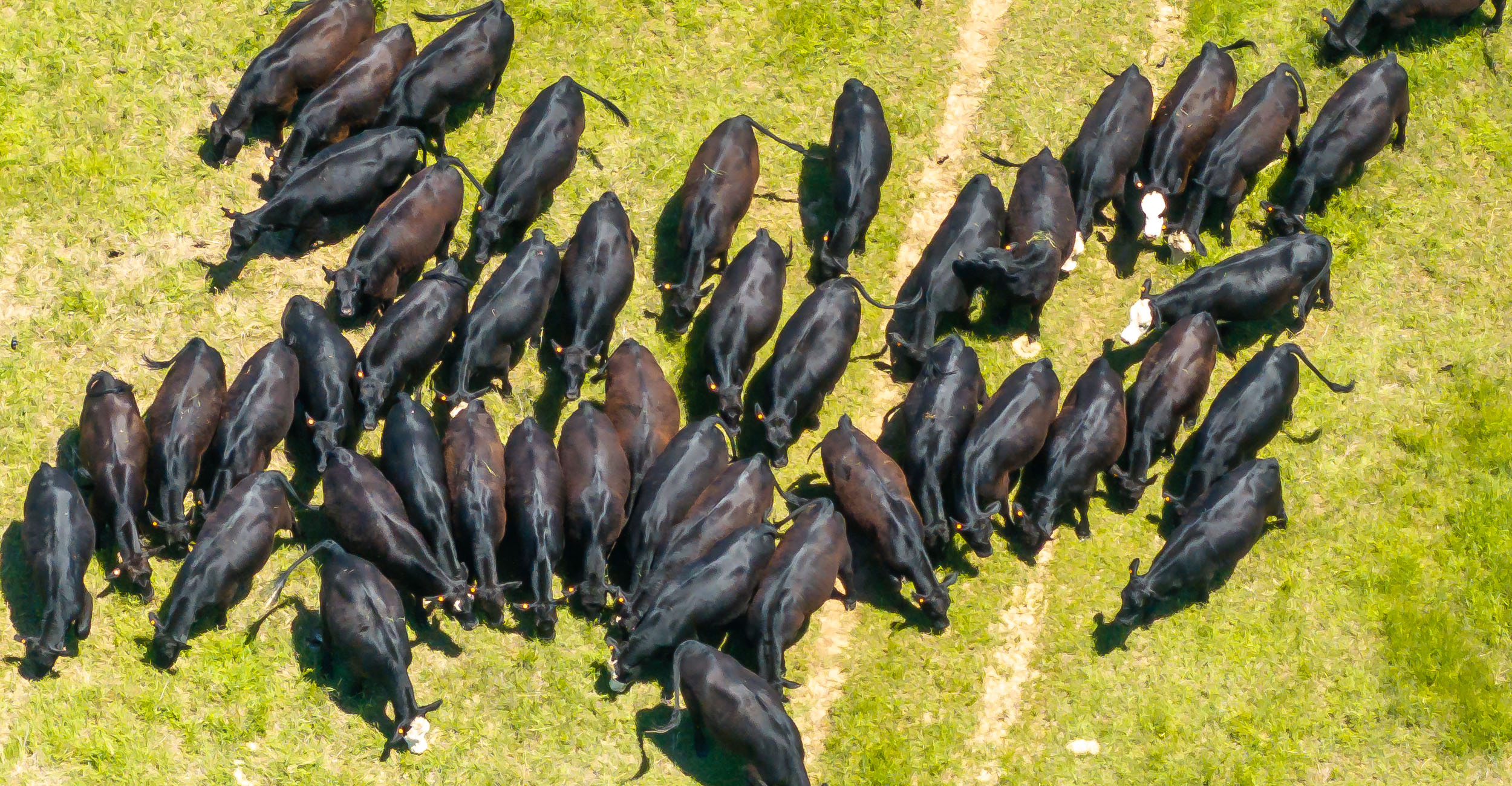 Fence is fixed at the OSU South Range research facility at Oklahoma State University in Stillwater on Monday, May 12, 2025. (Photo by Mitchell Alcala/OSU Agriculture)