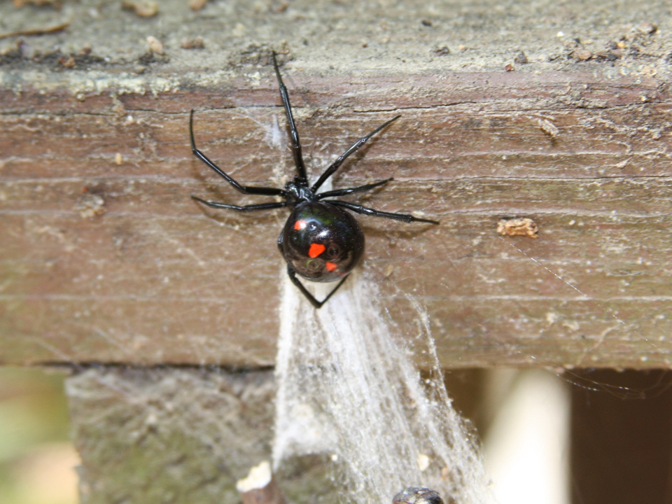 Black widow spider seem to be more active this year, says K-State entomologist Jeff Whitworth. (Photo courtesy of K-State Department of Entomology)