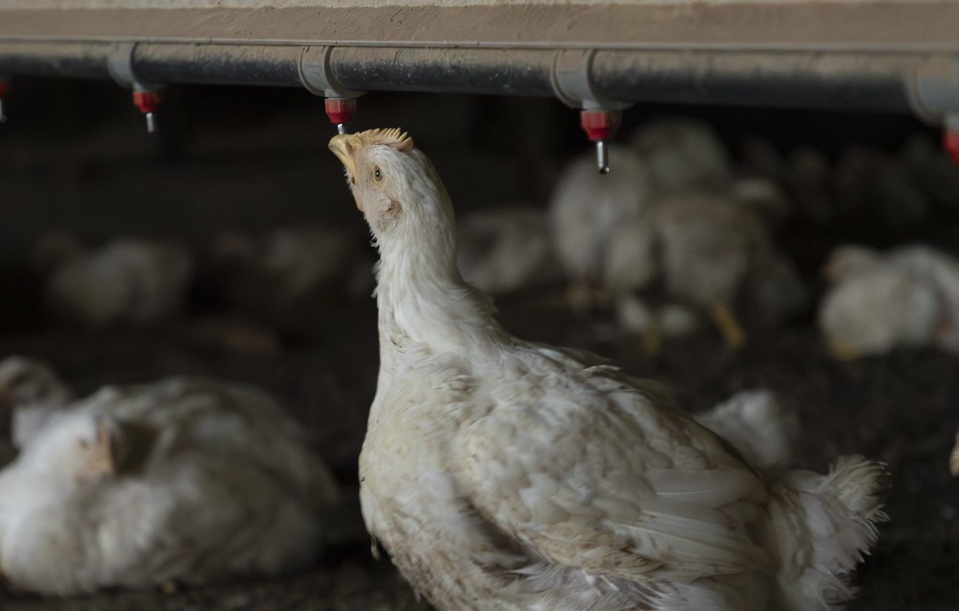 Broiler chickens taken at the Arkansas Agricultural Experiment Station's Savoy Research Complex in August 2023. (U of A System Division of Agriculture photo)