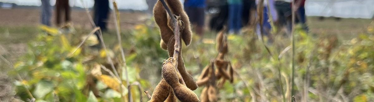 Organic soybeans growing in a no-till test plot on Oct. 7, 2025, during the No-Till & Organic Field Day. (U of A System Division of Agriculture photo by John Lovett)